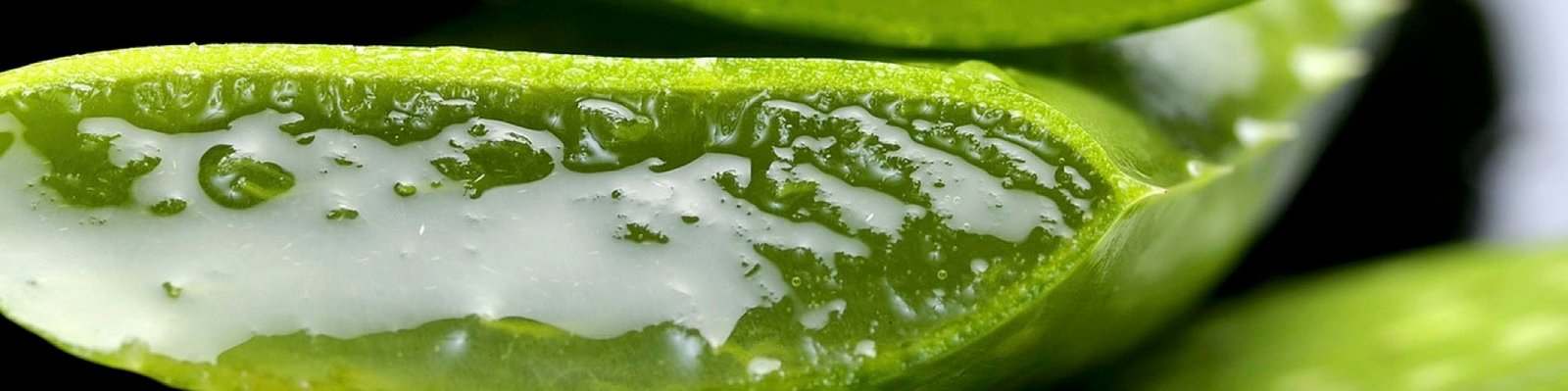 Nahaufnahme einer aufgeschnittenen Aloe Vera Pflanze. Die Tropfen auf der Oberfläche reflektieren das Licht und verleihen dem Gelextrakt ein frisches und saftiges Aussehen.